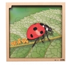 Image sur Puzzle Le cycle de la vie de la coccinelle